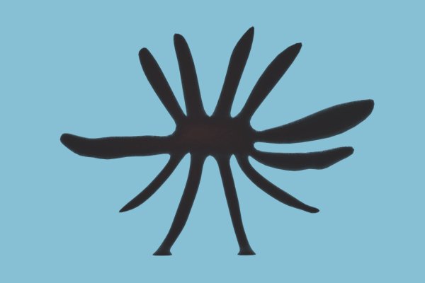 Kraken найдется все